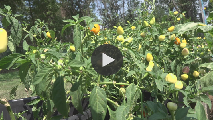 The nonprofit offers a free community garden and art programs, providing a safe space and community for those in need.